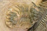 Acanthopyge & Metacanthina Trilobites - Lhandar Formation #309220-5